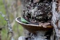 Isomittari ja arinakääpä – Kopio